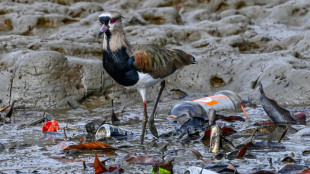 Manglares de Panamá, un amenazado "resort" para las aves migratorias de América