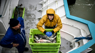 França proíbe pesca no Atlântico temporariamente para proteger golfinhos