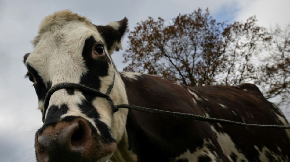 Industrieemissionen: EU-Einigung auf strengere Regeln - Rinderhaltung ausgenommen