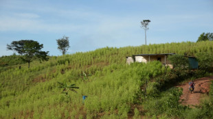 Los narcocultivos aumentaron un 3,5% en Colombia en 2024, seg&uacute;n un informe de la ONU