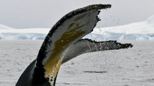 Tras la "huella digital" de las ballenas jorobadas para su conservación