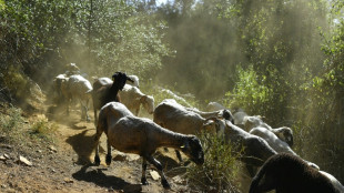Ovejas y cabras contra los incendios en Barcelona