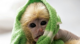 Detienen en Colombia a dos traficantes que transportaban primates en su ropa interior