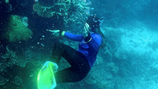 UN-Experten überprüfen Schutz für gefährdetes Great Barrier Reef in Australien