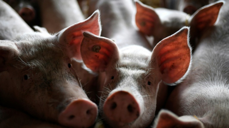  Schweinebestand in Deutschland leicht gewachsen 