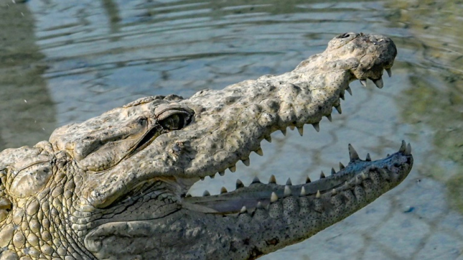 Zoll in Baden-W&uuml;rttemberg entdeckt Handtaschen aus Krokodil- und Rochenleder