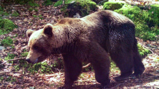 Nouvelle augmentation du nombre d'ours dans les Pyrénées en 2021