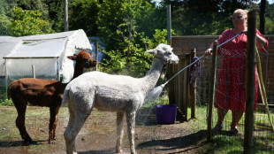 Störrisches Lama büxt in Baden-Württemberg während Pause aus Tiertransporter aus