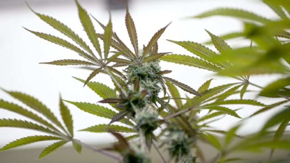  RKI: Cannabiskonsum bei jungen M&auml;nnern steigt weiter an 