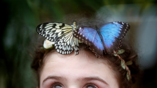 La mitad de las mariposas del Reino Unido, en peligro de extinción o casi
