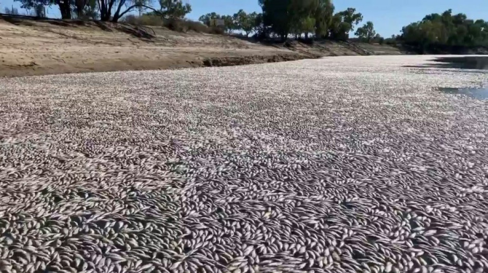 Millones de peces muertos bloquean un r&iacute;o australiano