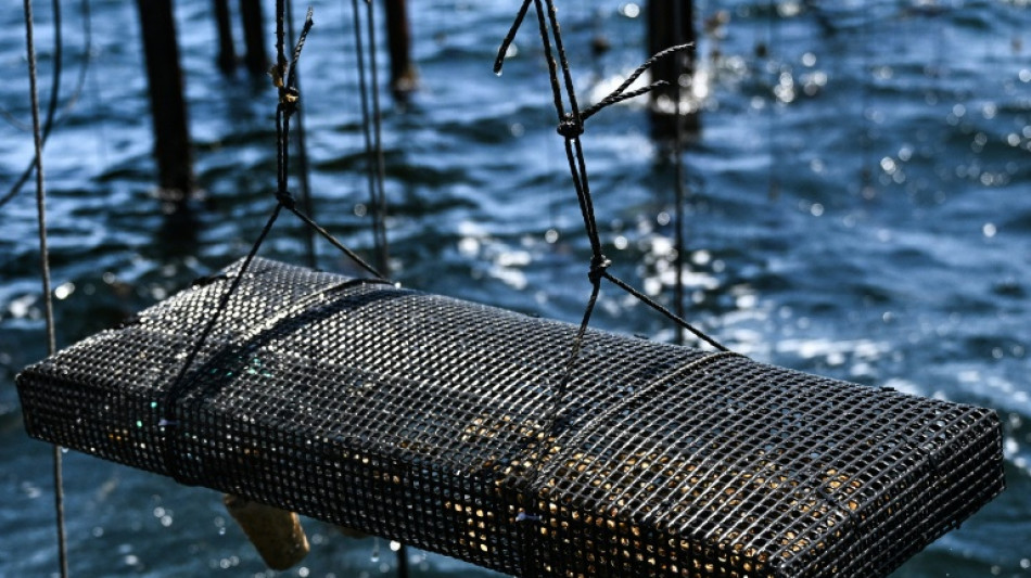  Les canicules, une "h&eacute;catombe invisible" dans les &eacute;cosyst&egrave;mes marins 