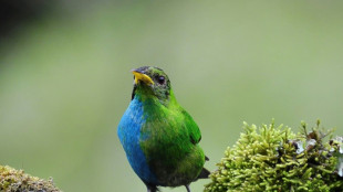 Metade macho, metade fêmea: o estranho pássaro avistado na Colômbia