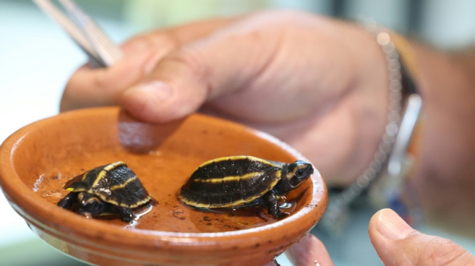 Zwei Exemplare einer vom Aussterben bedrohter Schildkröten-Art auf Korsika geschlüpft