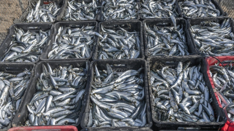  Deadly virus stalks South Africa's sardines 