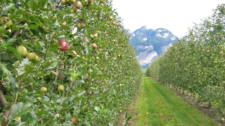 Codipra, contributi comunitari per 26,5 milioni di euro all'agricoltura del Trentino