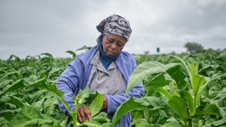  Zimbabwe: la production de tabac d&eacute;colle, tir&eacute;e par des fermiers sous contrat 