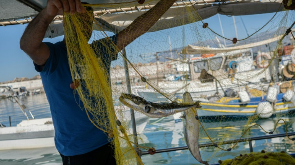  Gr&egrave;ce: les poissons-ballons d&eacute;vastent la p&ecirc;che en Cr&egrave;te 