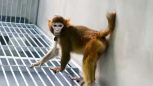 Unos científicos chinos logran la primera clonación exitosa de un macaco rhesus