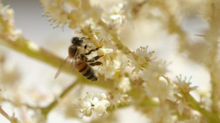 El "vampiro" de abejas australianas se propaga a pesar de la destrucción masiva de colmenas
