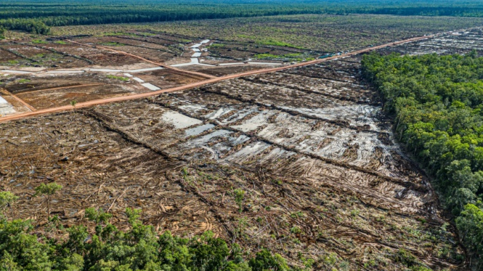 Indonesia growth push sparks fight on deforestation, rights