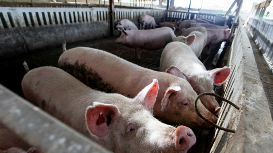  El gobierno español "no excluye" que el origen del foco de peste porcina africana sea una fuga de laboratorio 