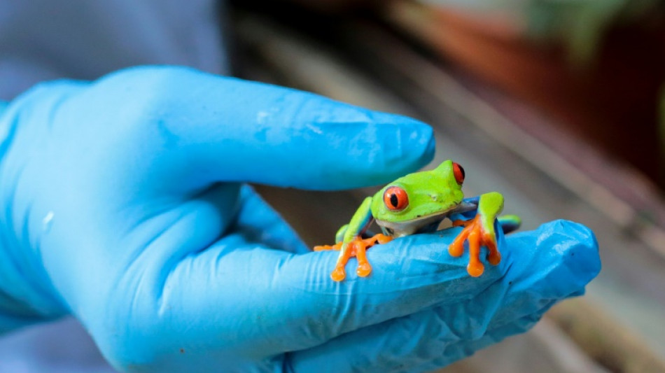Tarantules envoy&eacute;es par la poste: le Nicaragua exporte ses animaux exotiques