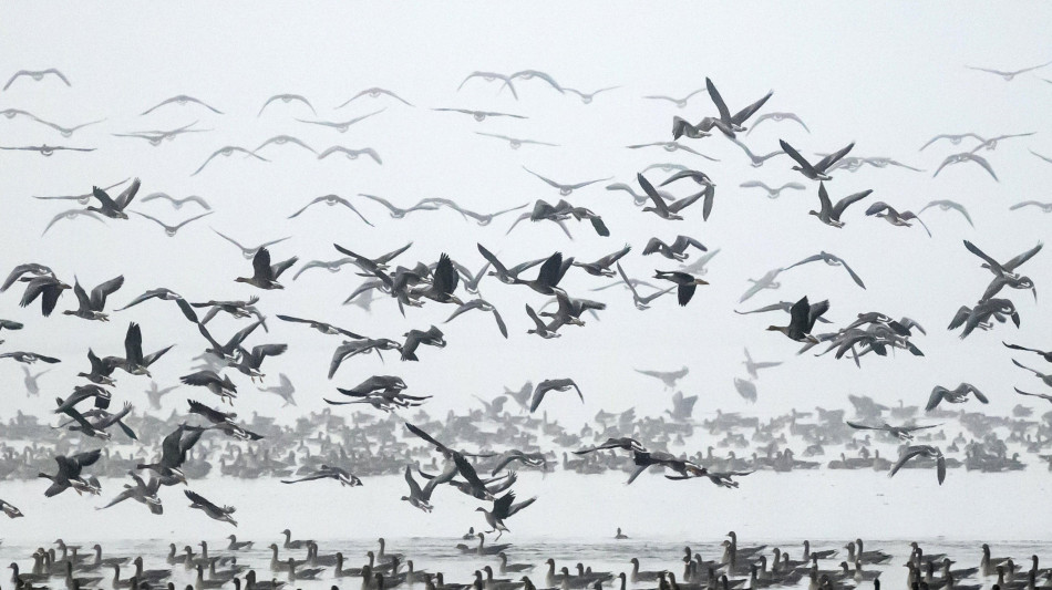  Una donna &egrave; morta di peste in Siberia, 200 persone in quarantena 