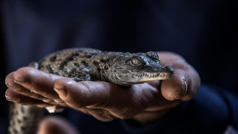  Diez cocodrilos del Nilo nacen en parque de animales franc&eacute;s debido a las sucesivas olas de calor 