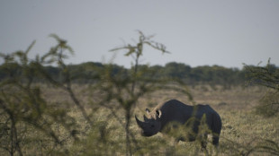 Namibie: 28 rhinocéros braconnés depuis janvier, chiffre alarmant