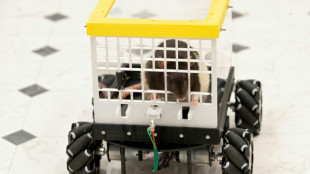 Ratas ch&oacute;fer, un nuevo enfoque para la salud mental