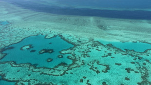 La Gran Barrera de Coral de Australia sufre un "blanqueamiento masivo"