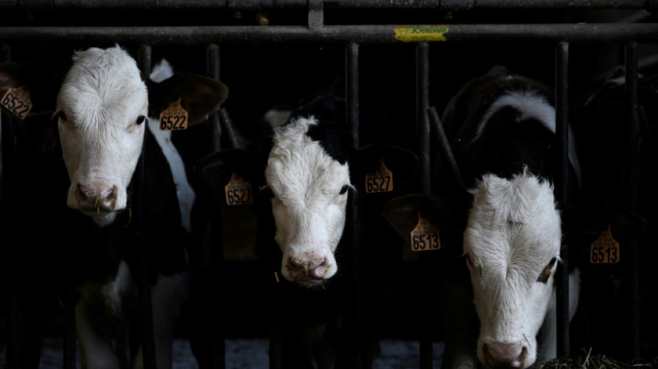 Greenpeace: Immer weniger Kühe kommen auf die Weide 