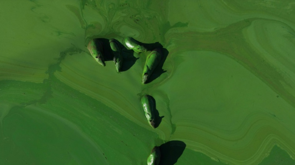 Sous l'effet des cyanobact&eacute;ries, les &eacute;tranges "rongeurs verts" du nord-est argentin