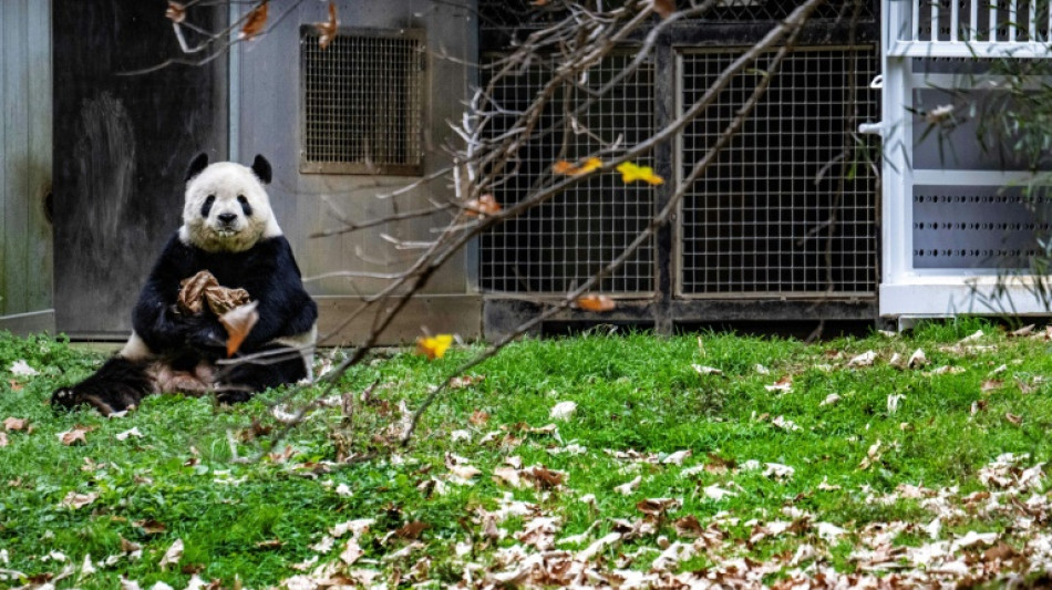 El Zoo de Washington devuelve a China tres pandas en medio de la tensi&oacute;n diplom&aacute;tica 