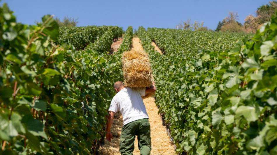  Weinbaubetriebe in Rheinland-Pfalz k&ouml;nnen Pr&auml;mie f&uuml;r dauerhafte Rodung bekommen 