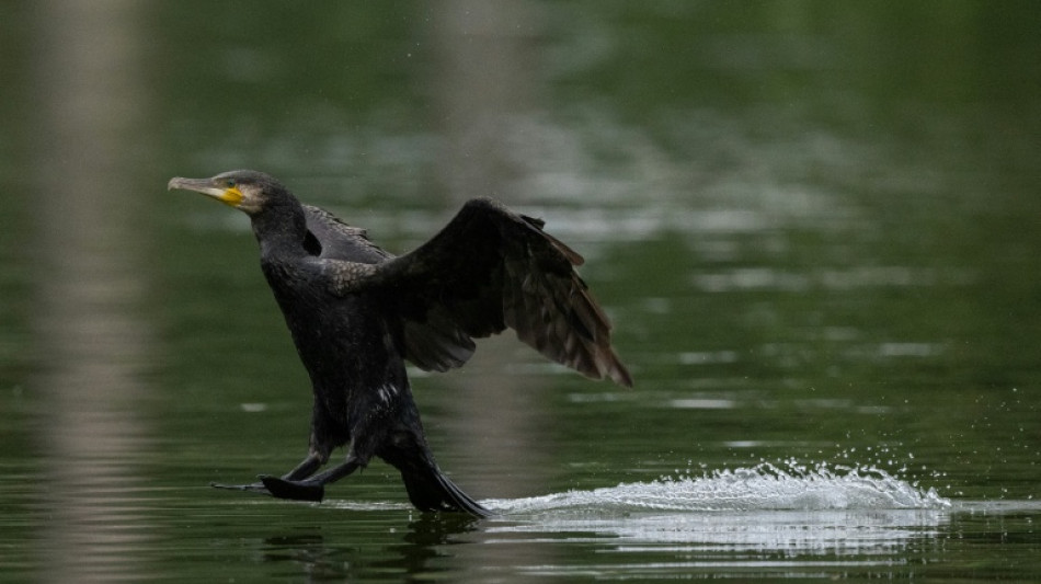  'Chainsaw massacre': Europe mulls culls for fish-guzzling cormorant 