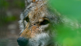 Wolf bei&szlig;t Frau in Hamburg: Tier von Polizei eingefangen