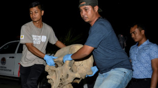 Condenan a la cárcel a once personas en Indonesia por la muerte de cinco elefantes