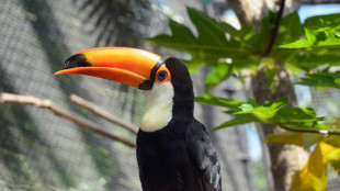 Transporter voller exotischer Tiere auf Autobahn bei Hannover aus Verkehr gezogen