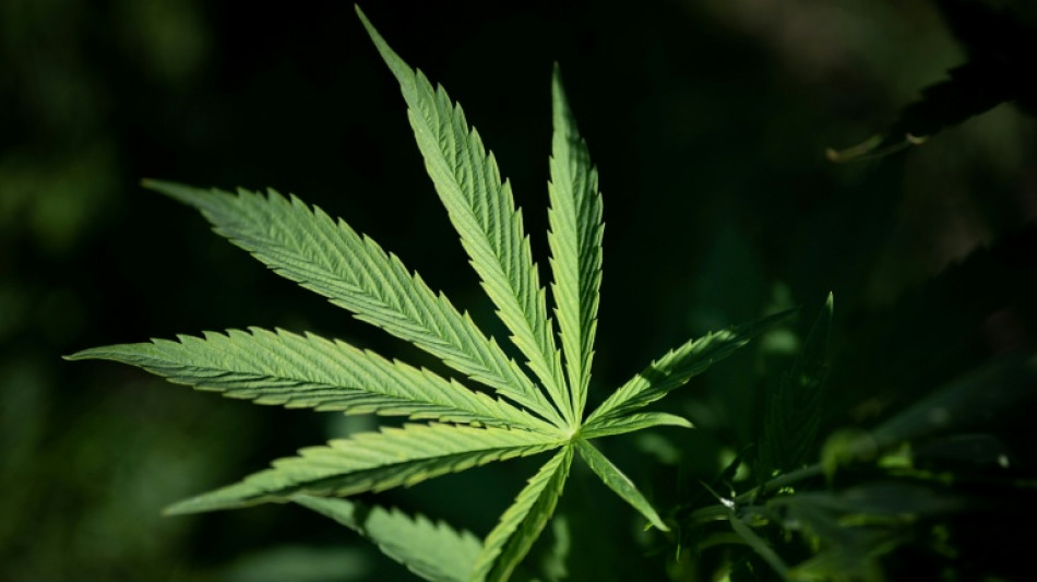  Verd&auml;chtiger Stromverbrauch f&uuml;hrt Polizei zu Cannabisplantage mit 1400 Pflanzen 