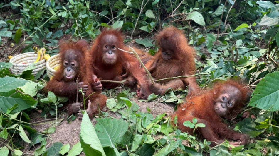  Baby orangutans in India expose 'frightening' scale of trafficking 