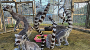 Retour &agrave; Madagascar de l&eacute;muriens et tortues en danger d'extinction