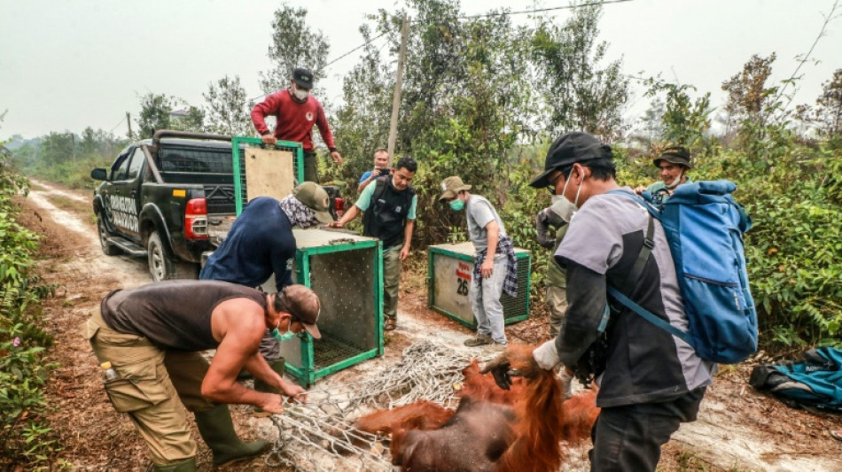  Tiersch&uuml;tzer retten dutzende Orang-Utans vor Waldbr&auml;nden in Indonesien 