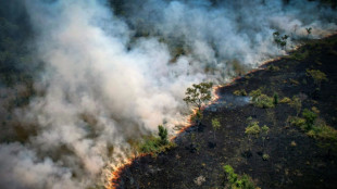 Durch Brände verwüstete Fläche in Brasilien hat sich im November fast verdoppelt