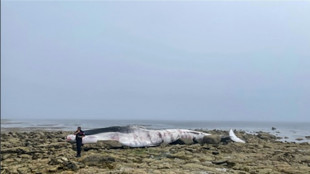 Finistère: le cétacé de 20 mètres échoué est un rorqual commun