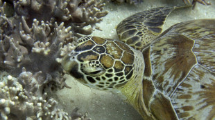 Hitzewelle schädigt 91 Prozent der Korallen des Great Barrier Reef in Australien