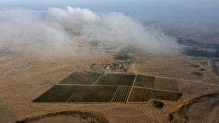 Le désert du Néguev, laboratoire des vins d'une planète en surchauffe