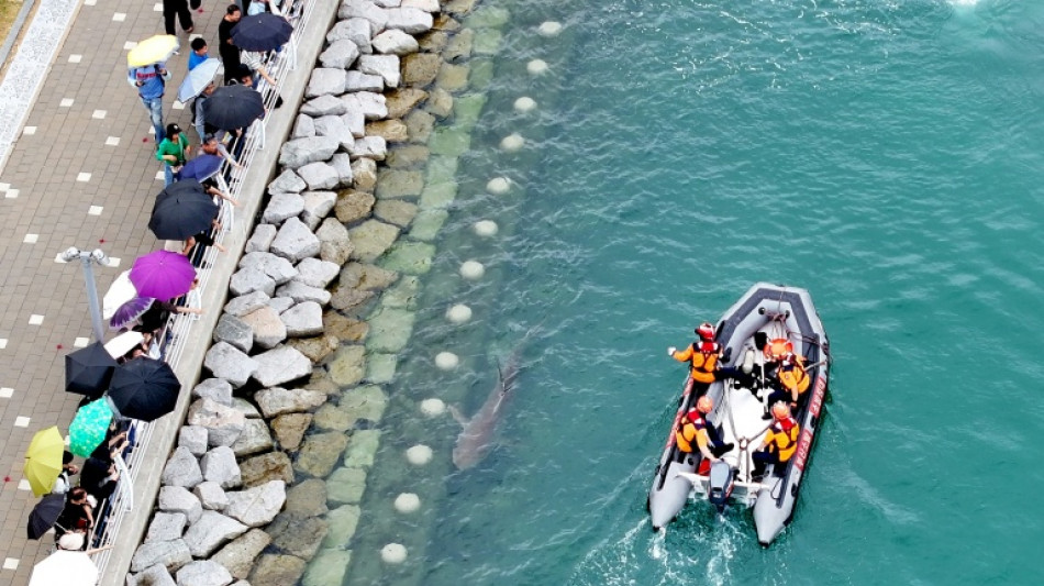  Un tibur&oacute;n descarriado se convierte en una estrella en Corea del Sur 