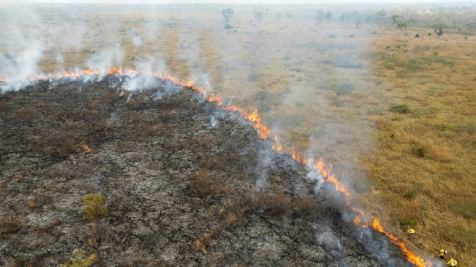 R&eacute;cord de destrucci&oacute;n de bosques tropicales en 2024, con un grave deterioro en Brasil y Bolivia